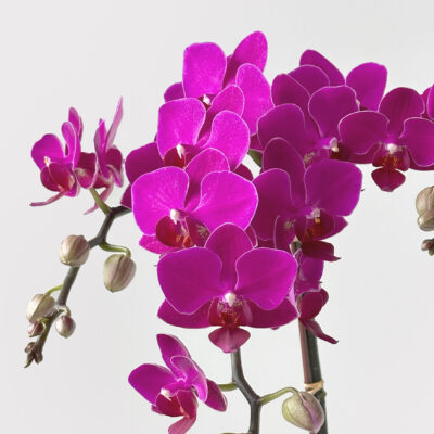 Gold Nugget Orchid Close Up