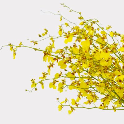 Golden Ramsey Yellow Orchids Single Variety