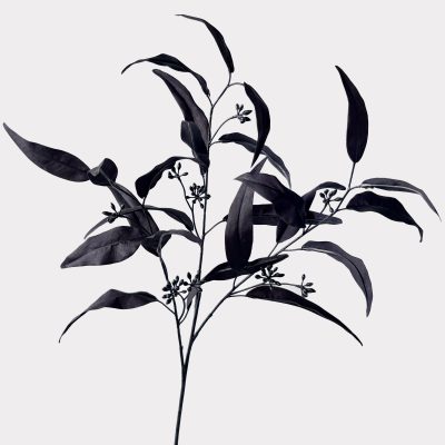 Halloween Willow Eucalyptus Black