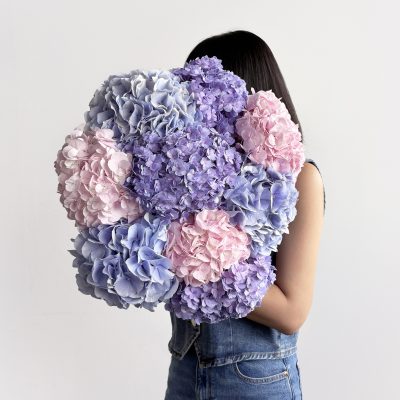 Iridescent Hydrangeas Single Variety