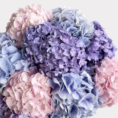 Iridescent Hydrangeas Single Variety