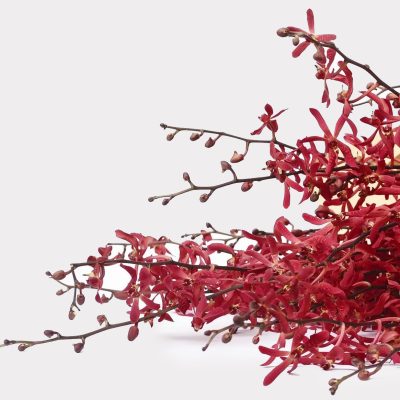James Storie Red Orchids 1
