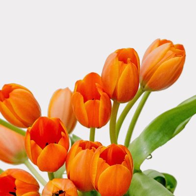 Orange Tulips Single Variety