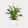 Peace Lily White