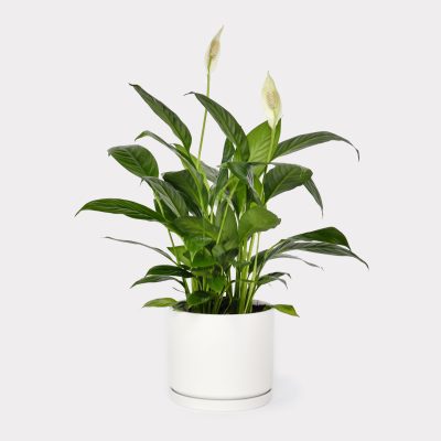Peace Lily White
