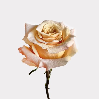 Peach Roses Single Variety