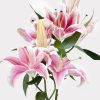 Pink Lily Single Variety