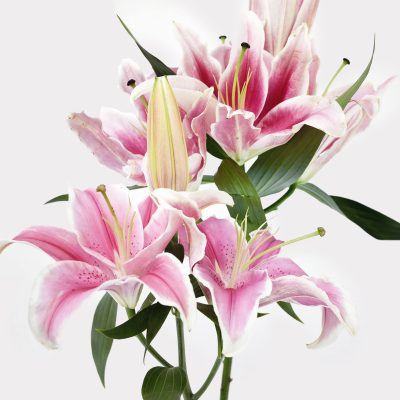 Pink Lily Single Variety