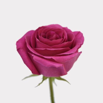 Pink Roses Single Variety