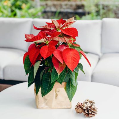 Poinsettia Christmas Gold
