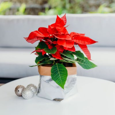 Poinsettia Christmas Silver