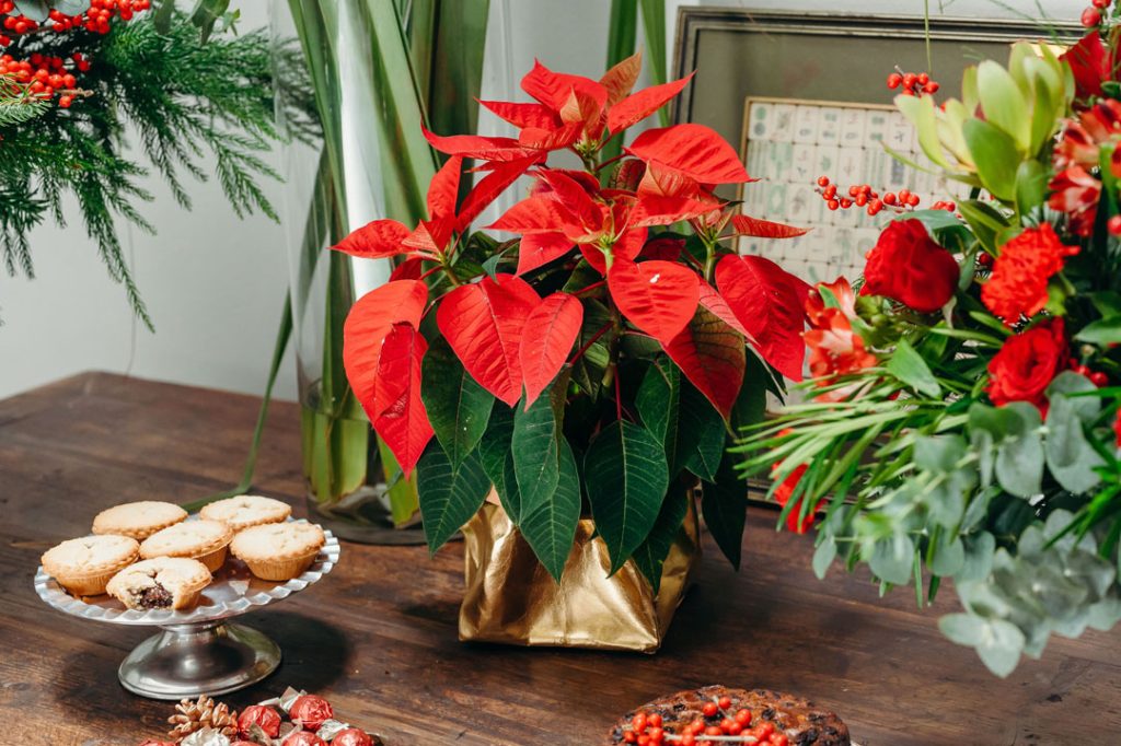 Poinsettia Christmas