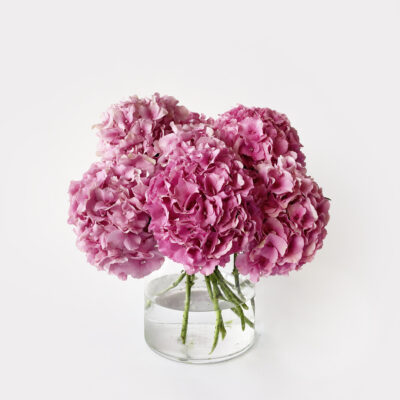 Purely Hydrangeas in Glass Vase
