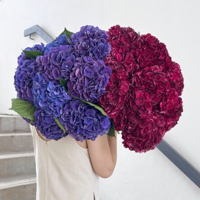 Purple and Ruby Red Hydrangeas Single Variety Stems