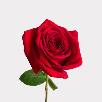Red Rose Single Variety