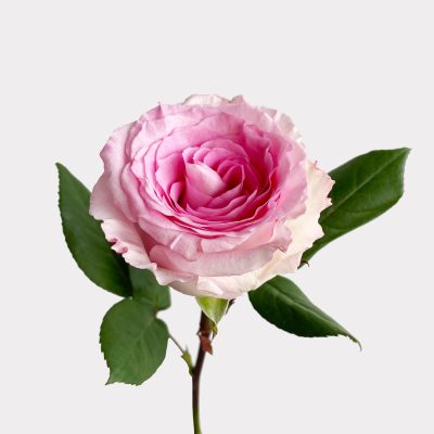 Roselle Rose Single Variety Stems