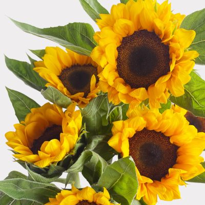 Sunflowers Single Variety Flowers