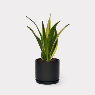 Sansevieria Snake Plant Black