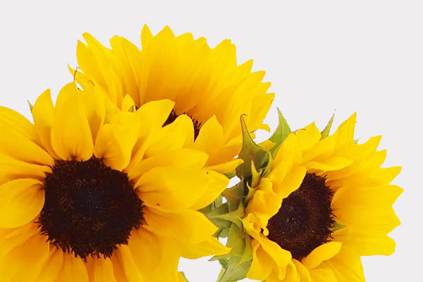 Sunflowers Single Variety Singapore