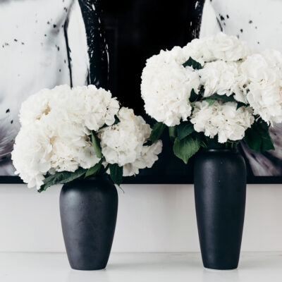 White Hydrangea Single Variety