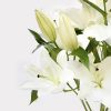 White Lily Single Variety